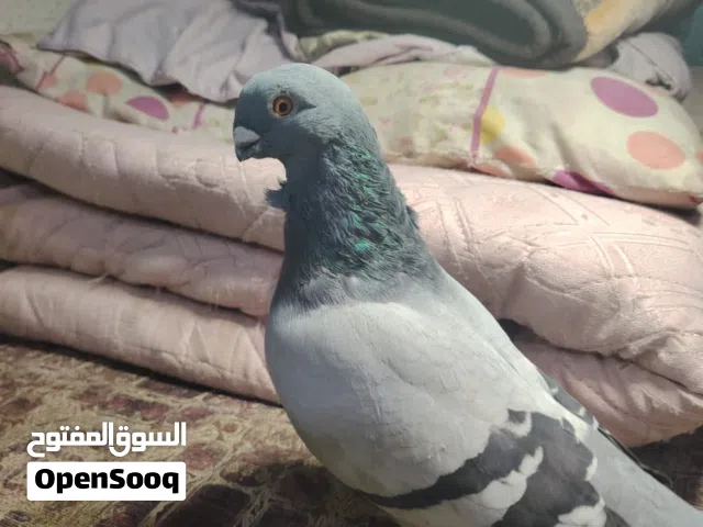 فحل ارفلي جاهز