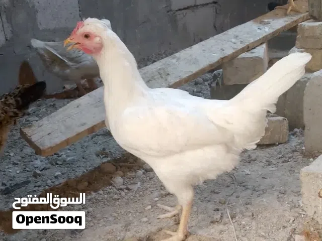 السلام عليكم متاح دجاجتين وديج عرب لون ابيض رس نقي طالعات من حلال شمسي مستوة حلو