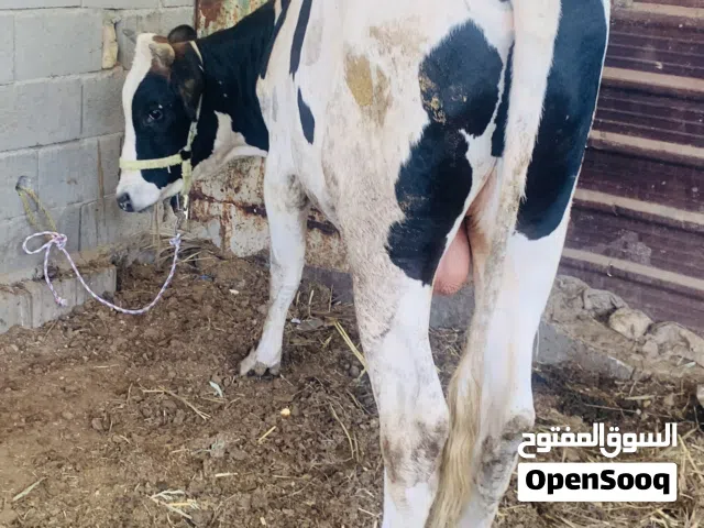 عجل سمين وخشن