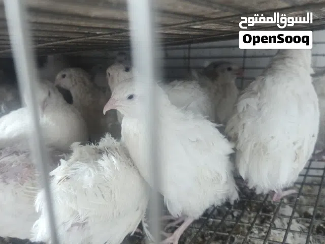 سمان تكساس