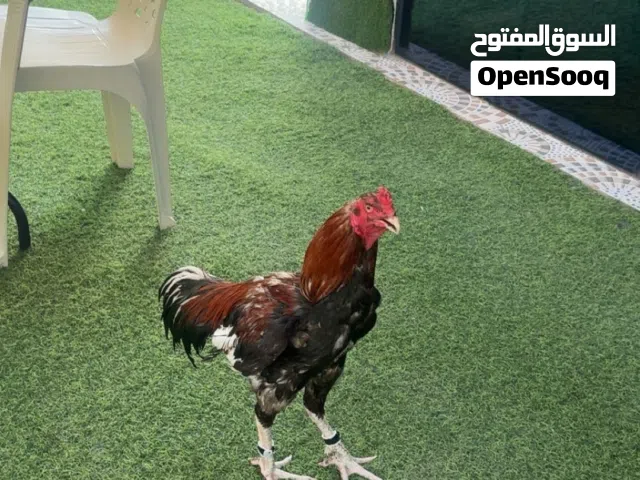 الطير بكستاني جاقيري مستوا و فايز اكثر من 3 مرات و الفيد عندي