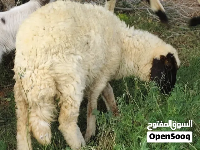 فطيمة للبيع عمرها 6 شهور