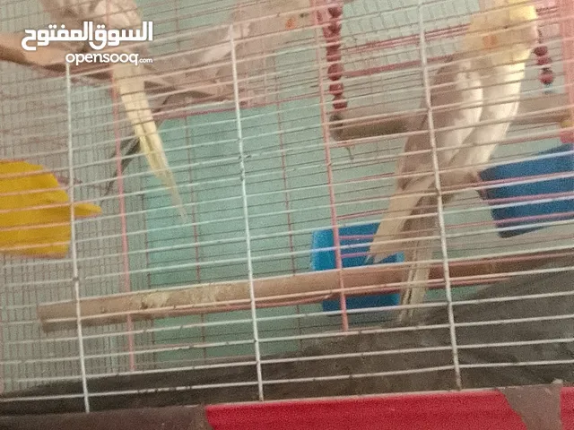 عصفير كوكتيل للبيع