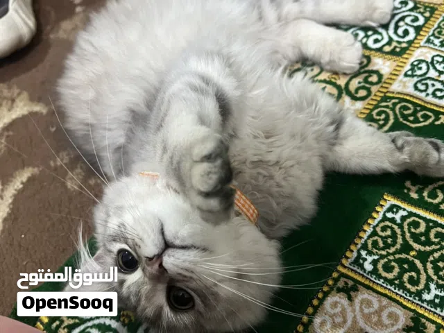 قطة مكس سكوتش ستريت مع شانشيلا