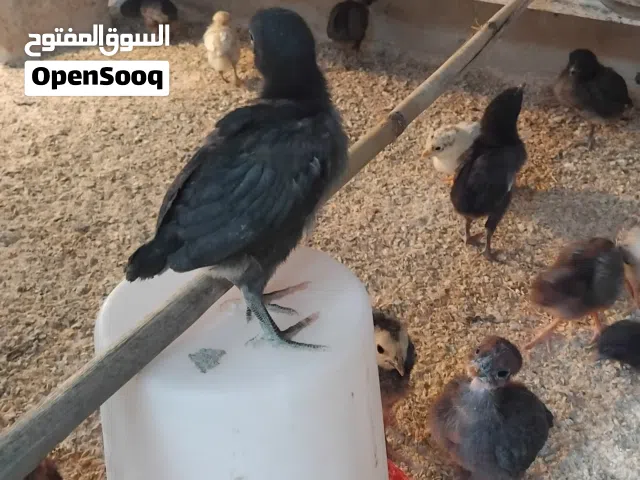 صوص بلدي عمر شهر