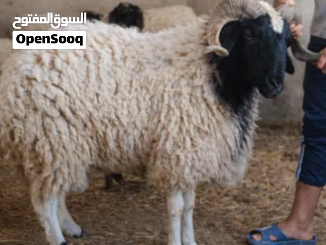 السلام عليكم ورحمه الله وبركاته