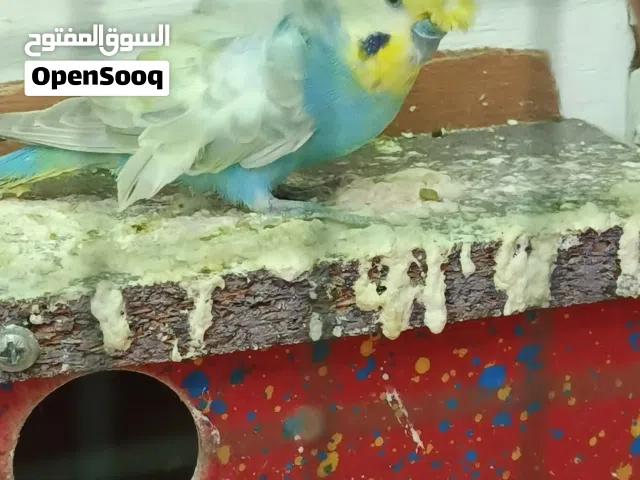 انثى هاجرمو بنفسجي فول ورده للبيع او مراوس