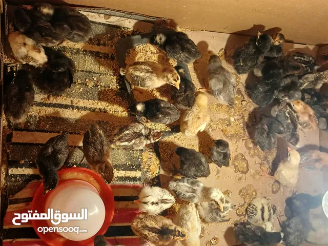 كتكوت40طرف عمرهن اسبوع للبيع وخذات تحصينة فيومي علي زهري المكان بنغازي