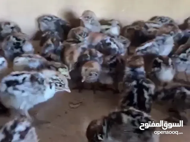 فروخ فيومي 100 فرخ واذا تبي الحبه 200 فلس يوجد توصيل