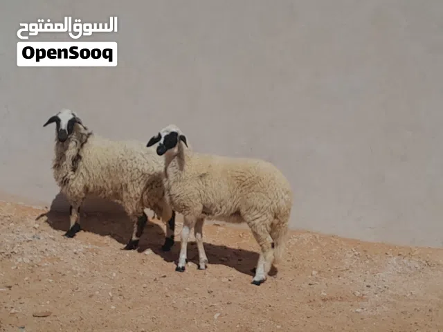 2فطايم وطنيات 7شهور سلاله ربي يبارك سليمات من العيوب والامراض متع تربيه او موس لبيدبح..