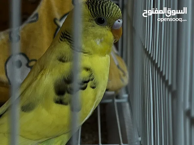 Budgies birds. Abu Dhabi ONLY!
