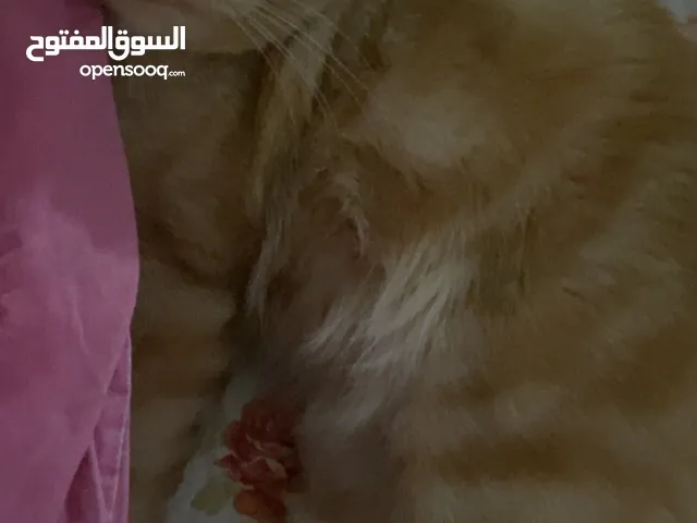 قططين لتبني