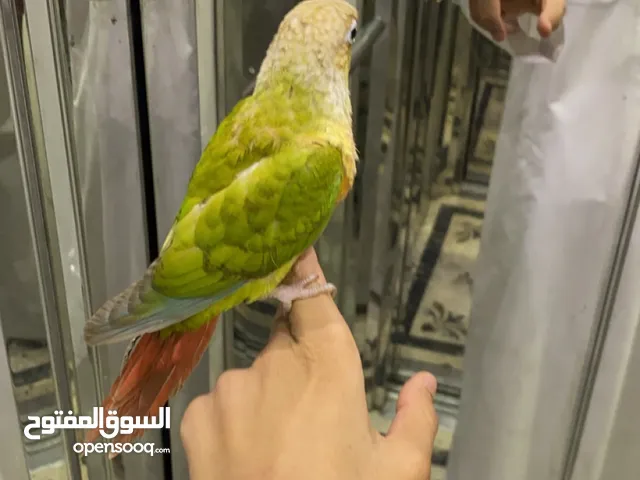 للبيع كنيور قرين شيك وكنيور اناناس