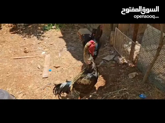 متاح بعد الصلاة على رسول الله طقم جاج الماني حر البشره الاصليه قابل للبيع او البدل عجلون كفرنجه