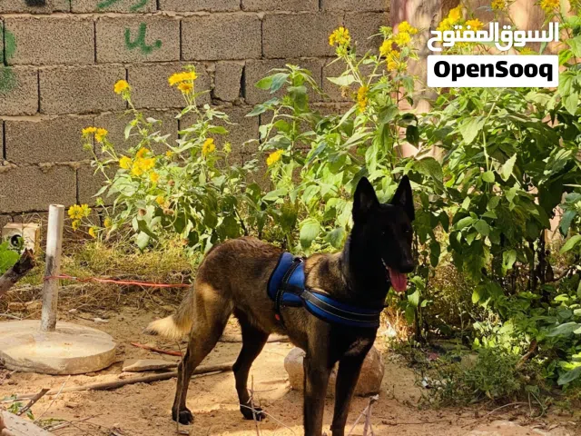نتايا مالينوا درجه أولى