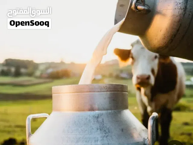 حليب بقر طازج مكفول جودة عالية ودسم ممتاز من المزرعة