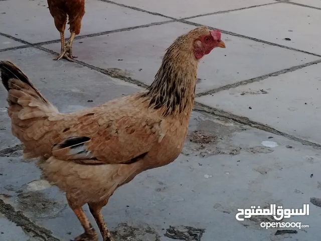 دجاجات للبيع ديج أو دجاجات اثنين