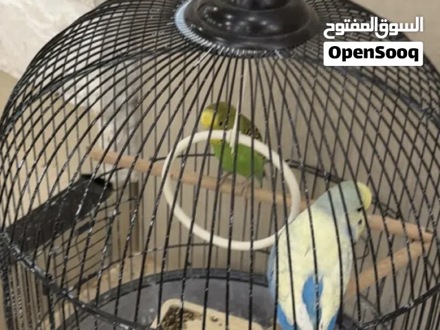 طيور بادجي انثى وذكر