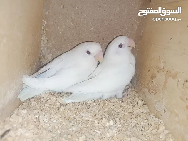 زوج روز البينو صافي محلل
