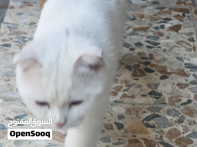 قطة سكوتش للتزاوج