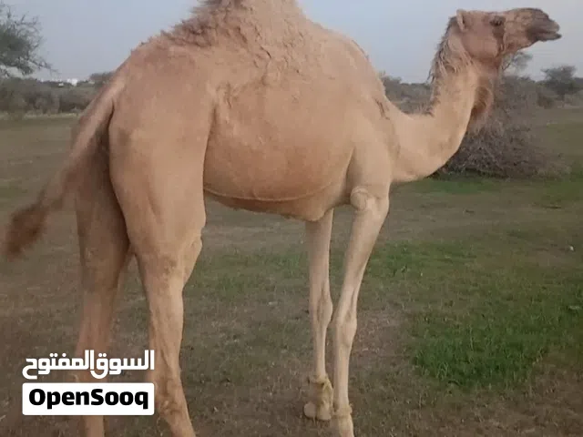بيع ناقه فل سمنه