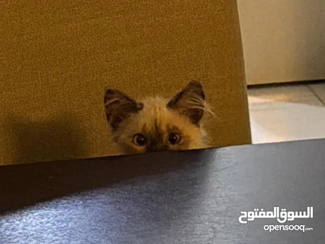 قطه للتبني فيها فطريات مع علاجها