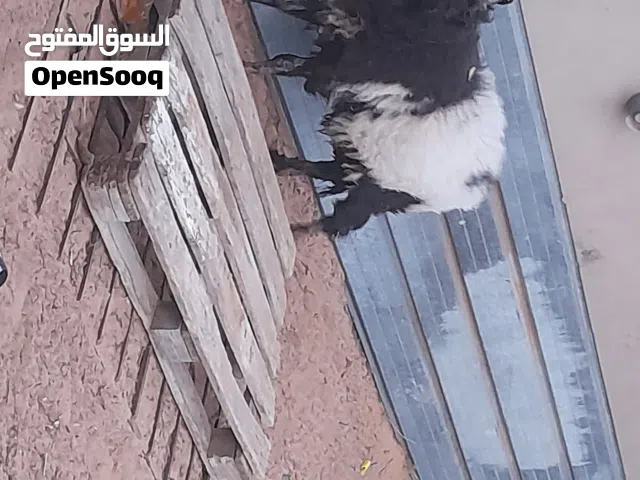 خروف وطني صحت ميهميه