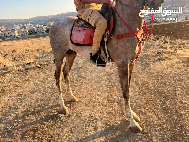 مهر عربي وأهو بدون وراق