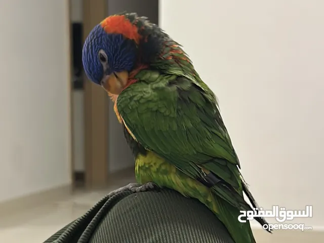 Friendly Rainbow Lorikeet Parrot