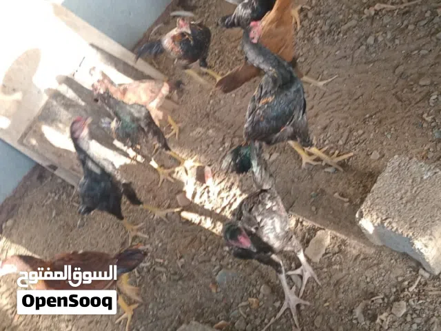 دياكه باكستانيات العدد 10