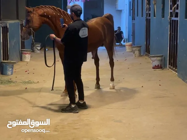 شراء _تخليص _تصدير _نقل تصدير خيول عربيه اصيله من المملكه العربيه السعودية