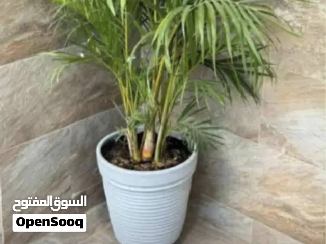 نباتات زينه