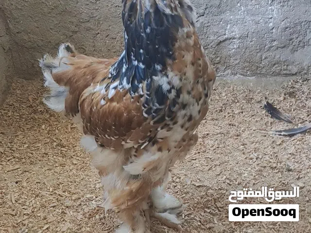 ديك براهما بورسلان