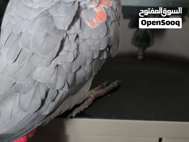 ببغاوات متكلمه كاسكو اليفات صنعاء