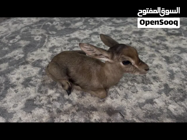 انثى غزال الدماني محلية بعمر خمسة أيام