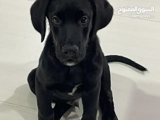 Black Labrador