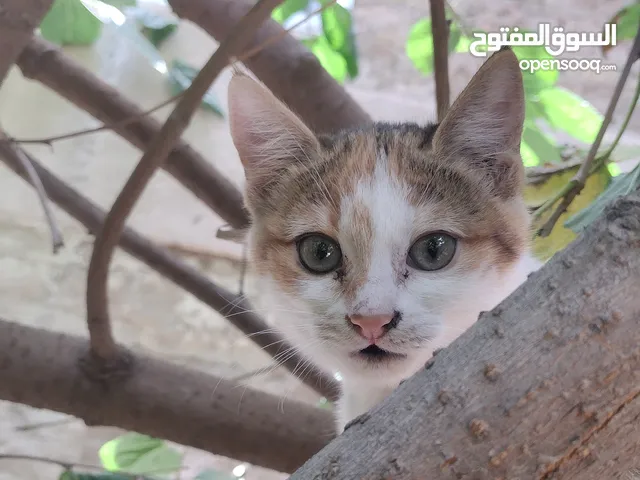 قطة للتبني بلدي متعلمه للبوكس