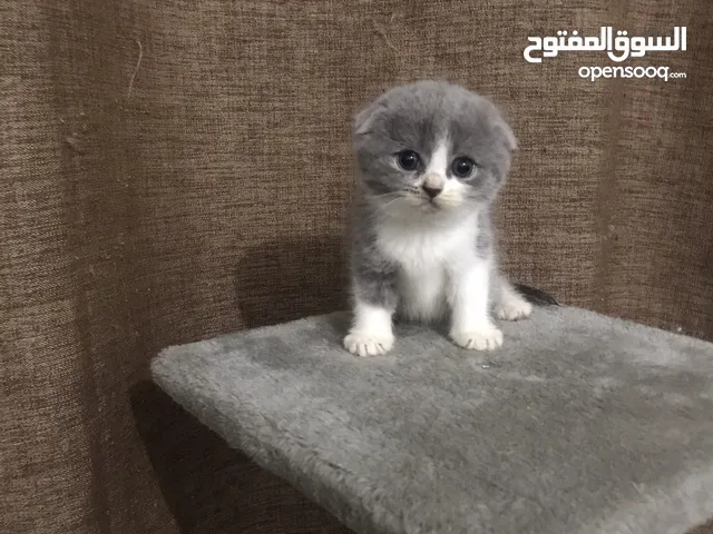 Very Attractive scottish fold kittens  35 days old