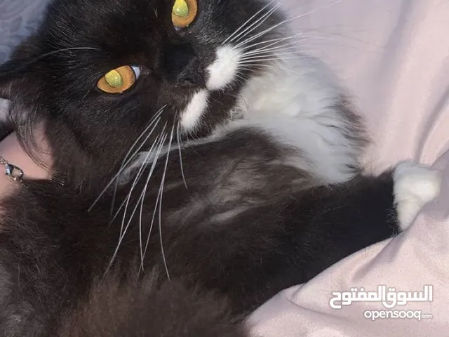 قط ذكر شانشيلا