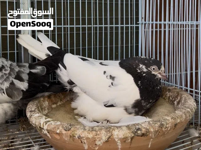 زوج تيدي 128 للبيع