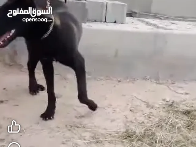 دكر ملينو مخنج سلالسه الله ييبراك