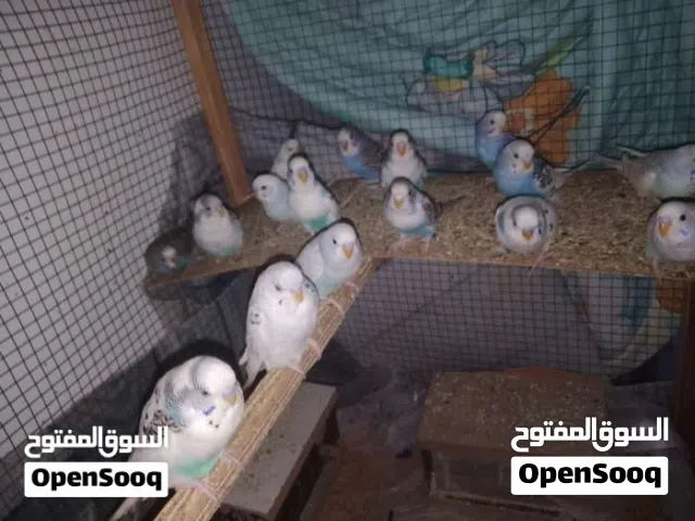 طيور حب حبشيه