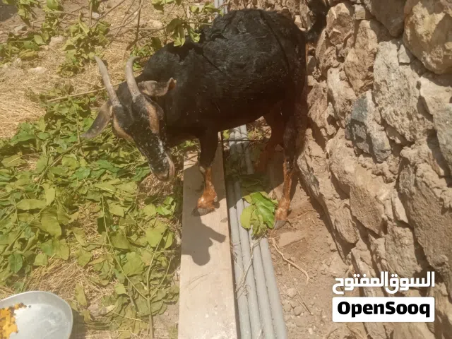 غنمة قدها بتلد