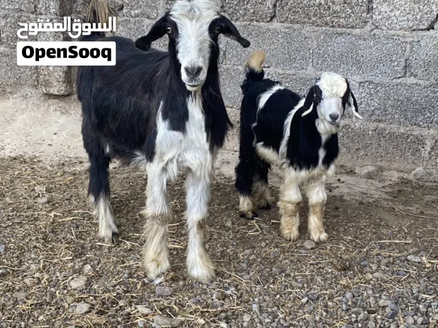 للبيع عنز ....
