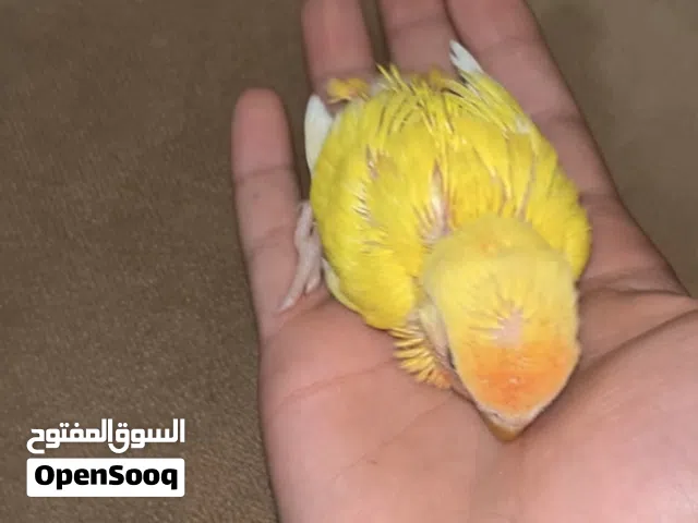 فروخ روز للبيع