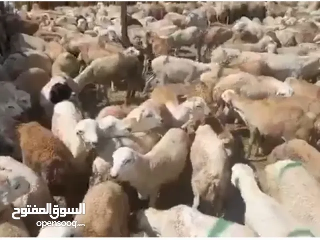 كباش للبيع بل كميه