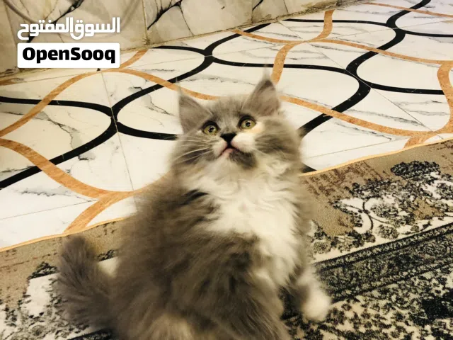 سلام عليكم بزونة العوبة بشكل جدن جدن وحلوة ونضيفة ومال ببت عمرهة 3شهر  راسلني دز لك رقم بي وتساب