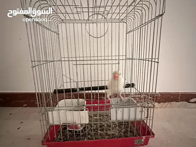 متوفر قفص كبير استعمال نظيف جودة عالية والسعر كزيوني