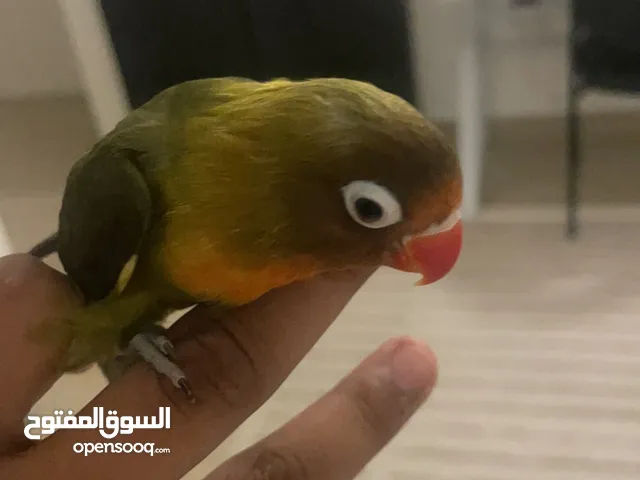 فيشر العمر 4شهور.