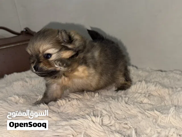 Teacup Pomeranian dog